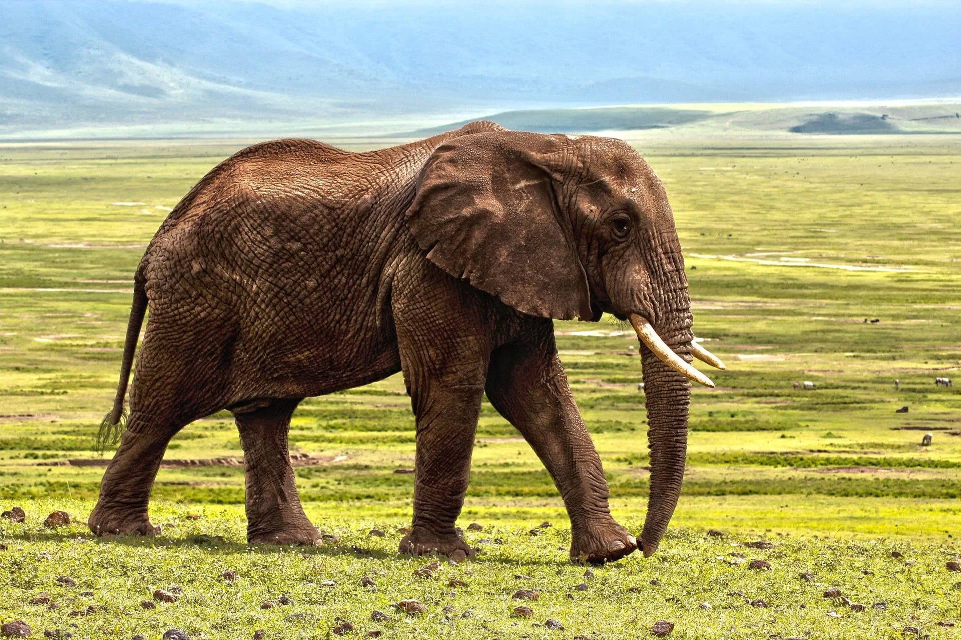 Afrika