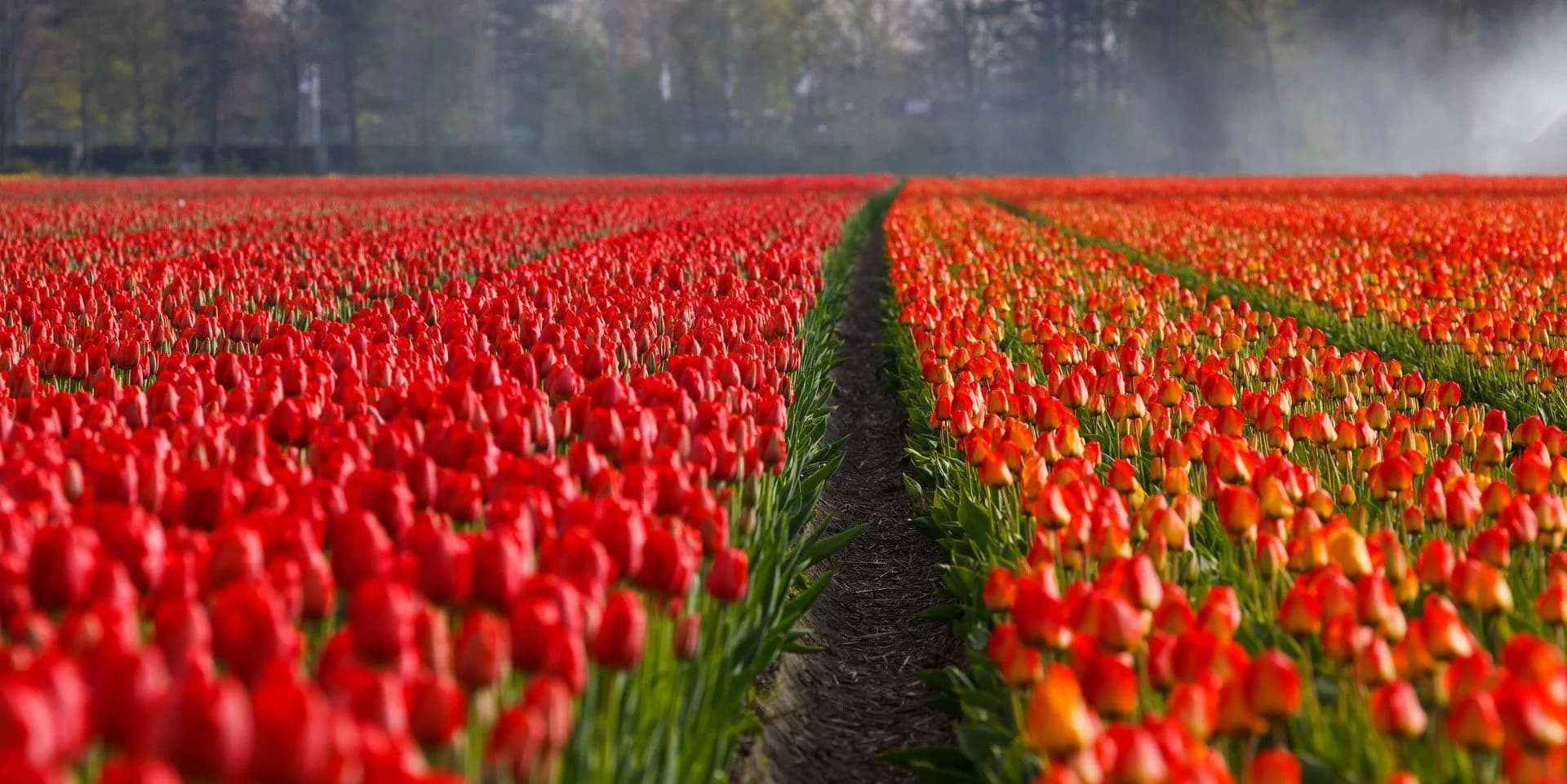 Nederland
